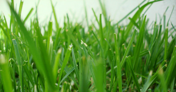 Grass